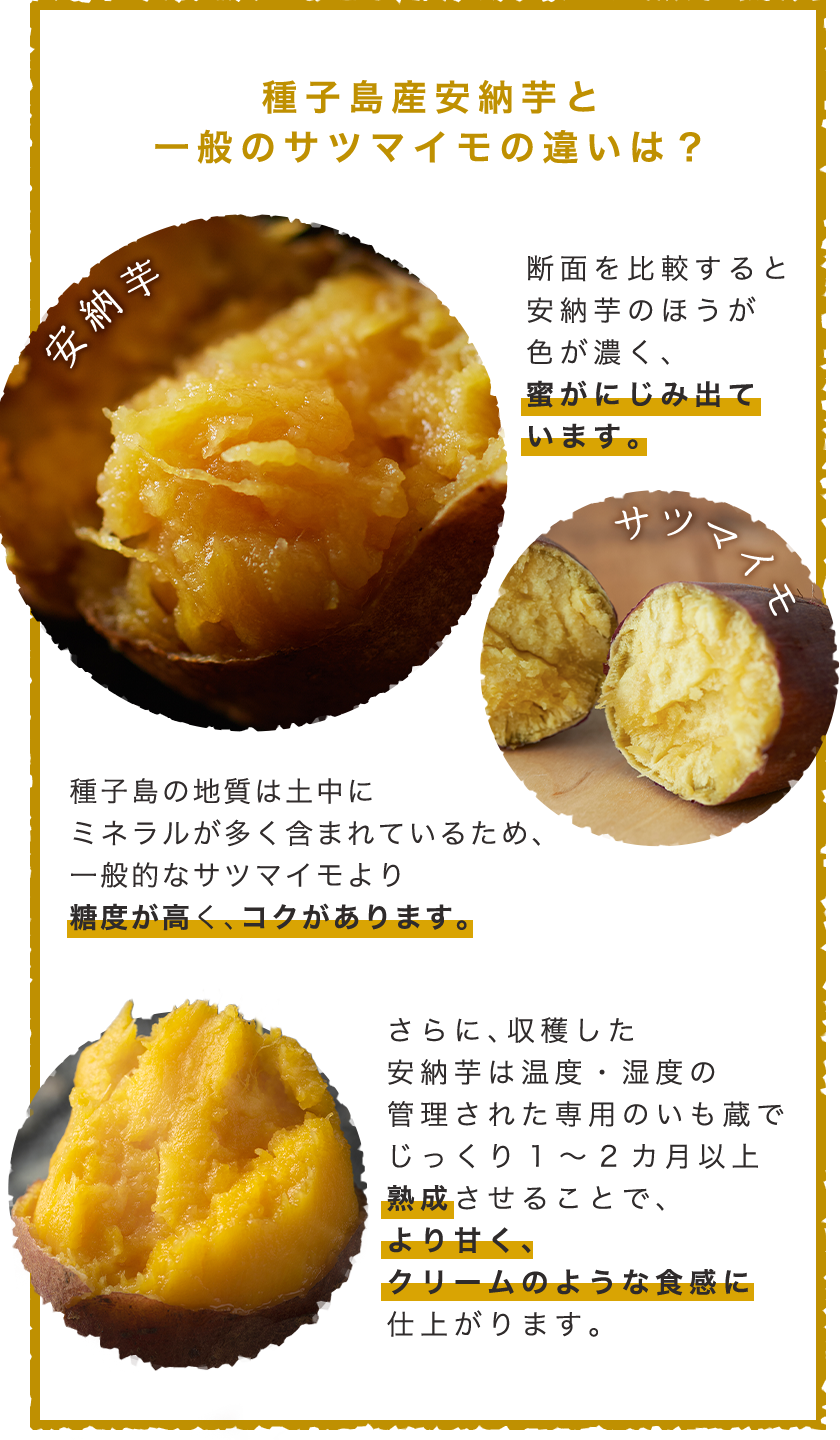 種子島産安納芋と一般のサツマイモの違いは？